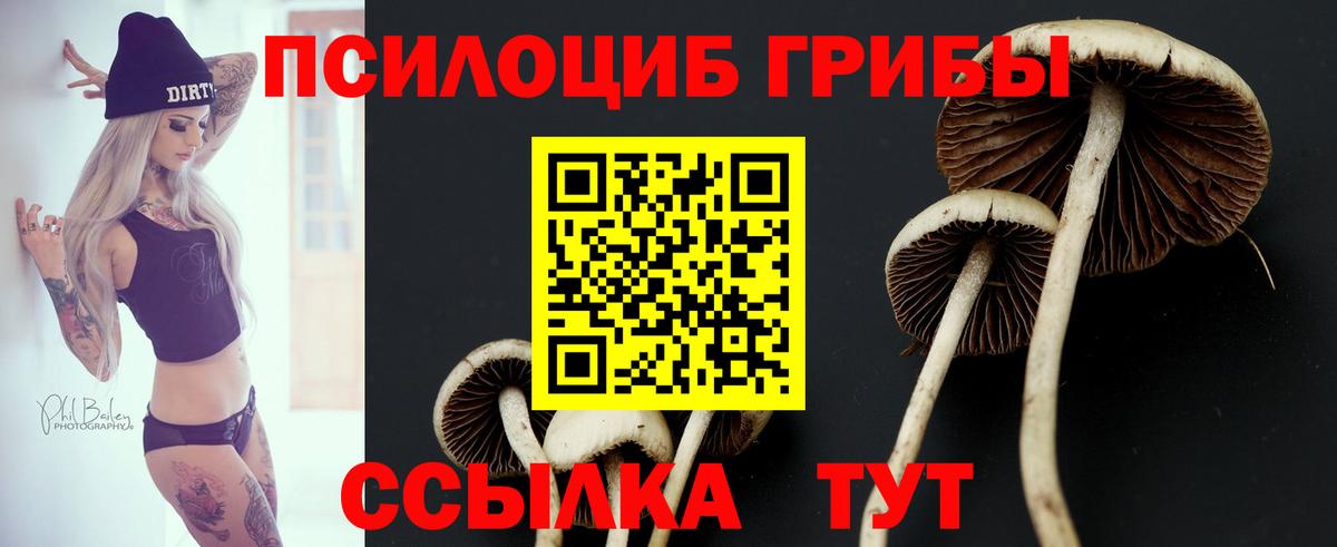 Псилоцибиновые грибы Psilocybine cubensis Ухта
